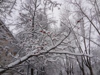 5 декабря. Под снежным пледом. Автор Наталья Груздева