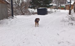 8 декабря. Зимние грёзы. В деревне Валава Лысковского района Нижегородской области. Автор Фаина Векслер