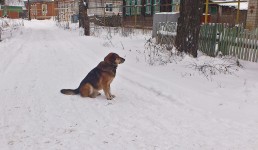 8 декабря. Зимние грёзы. В деревне Валава Лысковского района Нижегородской области. Автор Фаина Векслер