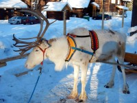 7 декабря. Путешествие в сказку. Автор Людмила Николаевна Крапивина, город Архангельск