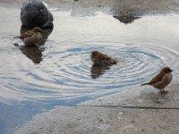 5 октября. Международные дни наблюдения птиц. Фотостраница. Птицы купаются в лужах - к теплу! Автор Владимир Поздняков, г. Москва