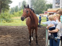 18 августа. Лошадиный праздник. Автор Галина Васильевна Яковлева