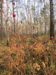 2 ноября. Озеро белесо. Бледен небосвод... Автор Галина Васильевна Яковлева