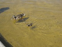 5 октября. Международные дни наблюдения птиц. Фотостраница. Мама-утка с малышом в Петергофе. Автор Татьяна Шепелева