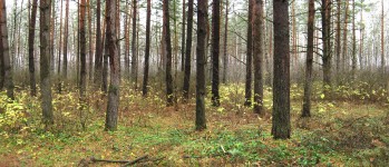 7 ноября. В опустевшем лесу. Автор Татьяна Шепелева