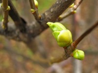 5 ноября. Ноябрьское цветение. Сирень распускается... Автор Татьяна Шепелева