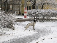 27 ноября. Здравствуй, зимушка-зима! Автор Татьяна Шепелева