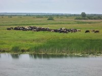 17 июня. Река Урга. Автор Марина Владимировна Бутусова, село Спасское Нижегородской области