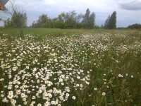 18 июня. Ромашки. Автор Марина Владимировна Бутусова, село Спасское Нижегородской области