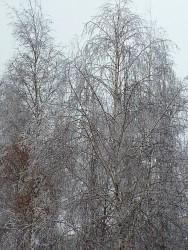 26 января. Сквер городов-побратимов Белгорода. Автор Елена Булатова