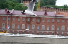 27 мая. ''Вниз по Волге реке, с Нижня Новгорода...''. Автор Татьяна Шепелева