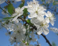 17 мая. Майские зарисовки. Городские цветы. Автор Светлана Лонщакова