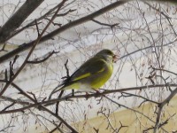 5 февраля. Зеленушка обыкновенная, или Carduelis chloris. Автор Татьяна Шепелева