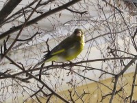 5 февраля. Зеленушка обыкновенная, или Carduelis chloris. Автор Татьяна Шепелева