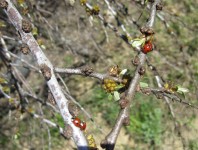 8 мая. Солнечные ванны. Фото Галины Ивановны Медяевой, п. Шатки Нижегородской области