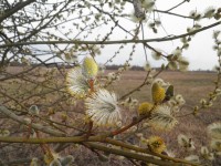 4 мая. Майский лес. На реке Линда. Автор Марина Вашаткина