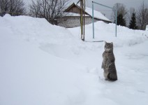 28 марта. Последний снег. Кот Персик. Автор Медяева Г.И., п. Шатки Нижегородской области