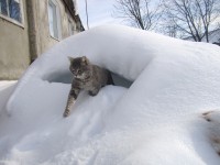 28 марта. Последний снег. Кот Персик. Автор Медяева Г.И., п. Шатки Нижегородской области